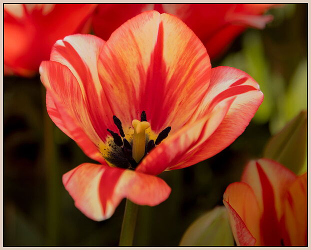 Tulip #14-NPN.jpg
