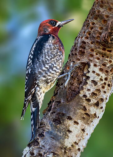 sapsucker 2  copy 45678-DM