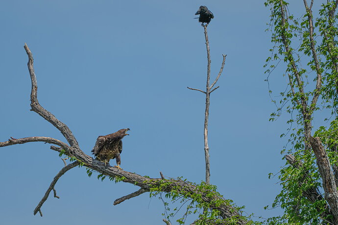 Eagle and Crow NPN.jpg