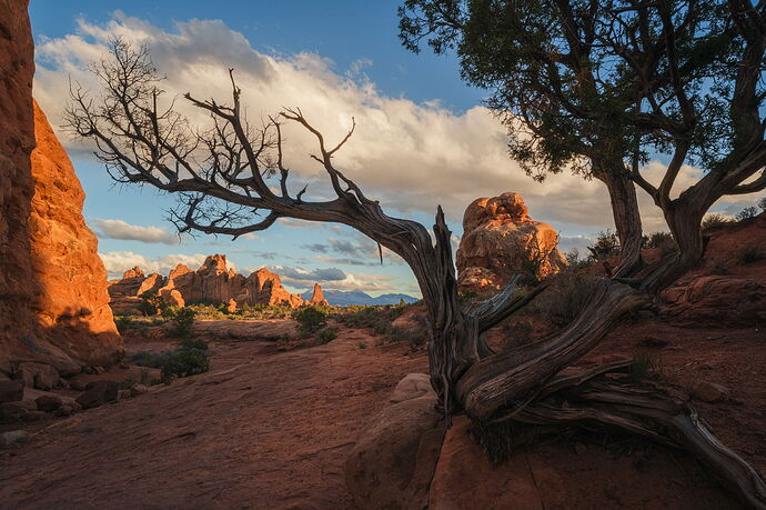 Juniper Tree and Sandstone Fins at Sunset.jpg