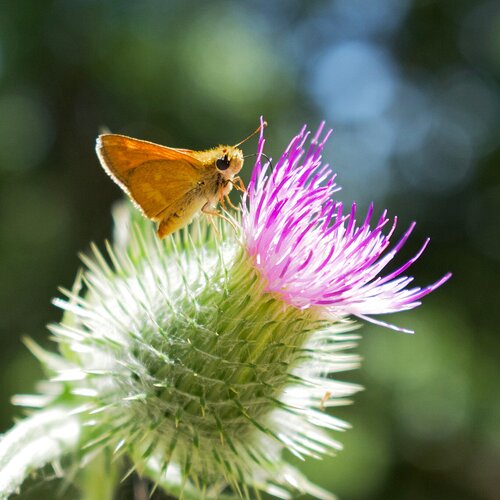 Thistle Snack