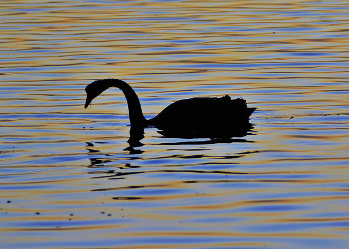 Black swan at sunrise