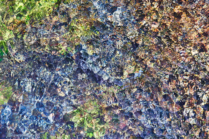Find the Trout....