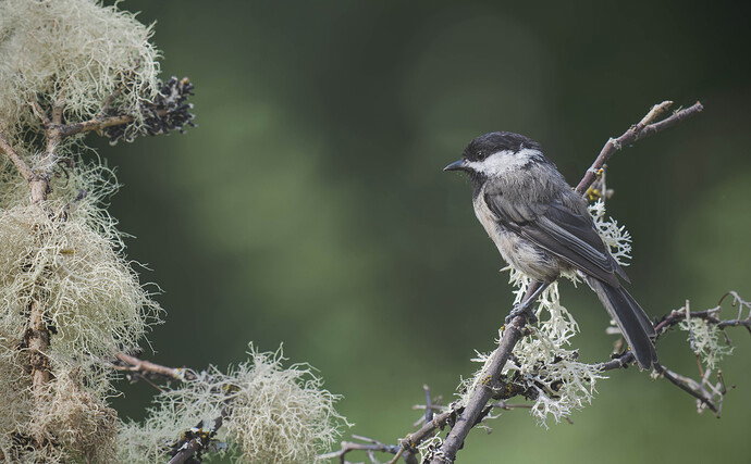 Another black capped chickadee