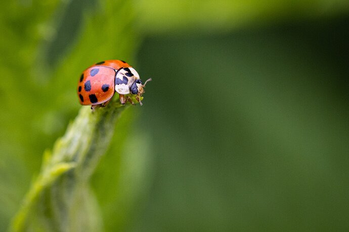 Ladybug