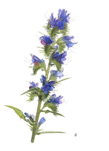 Bot058 - Echium vulgare - Edited DNG -2014-Enhanced-103