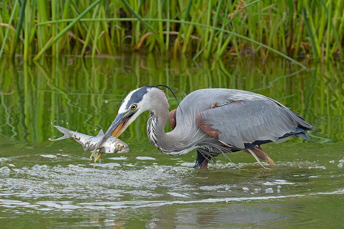Great Blue Heron 66.jpg