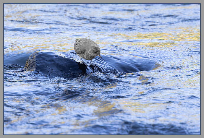 American Dipper-NPN.jpg