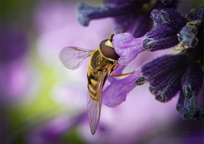 Original - Purple 20260614-IMG_2835-Edit hoverfly lavender.jpg