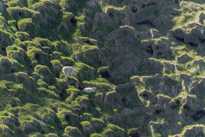Original - rocks with sheep copy.jpg