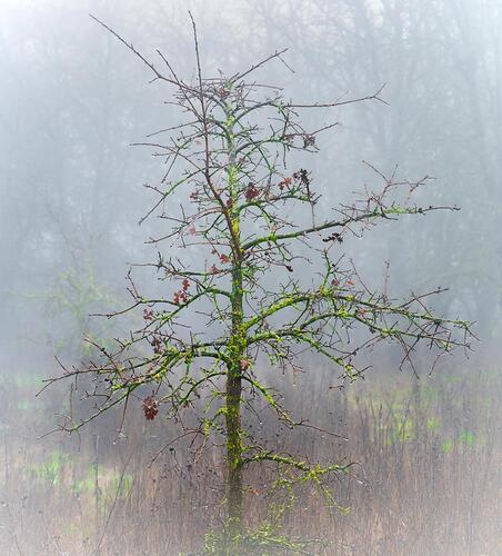 FGisin_NPN_1212_Ethereal_Fog_white-vignette