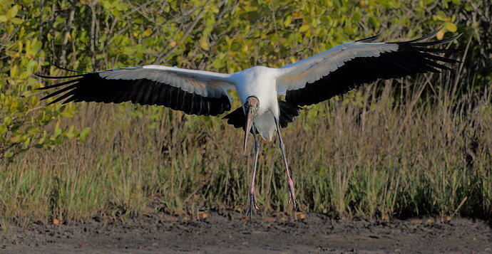 DSC5313DxO