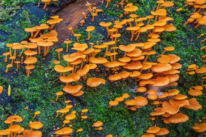 Bonnet Mushrooms