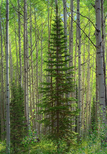Crested Butte-11