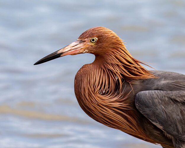 Cropped a mane of feathers