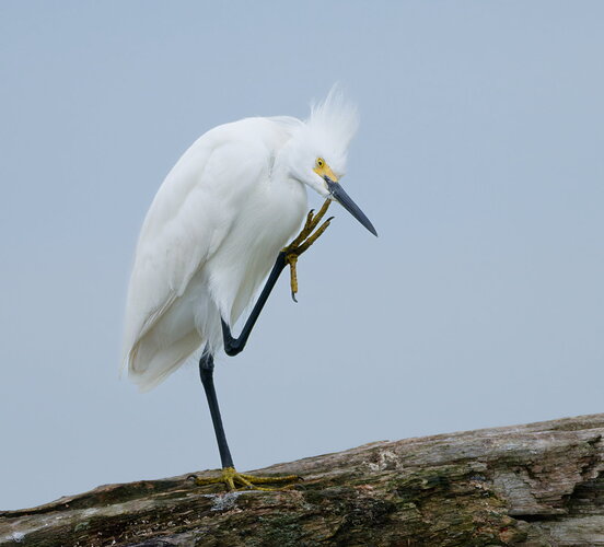Original - _DSC0610_DxO.jpg