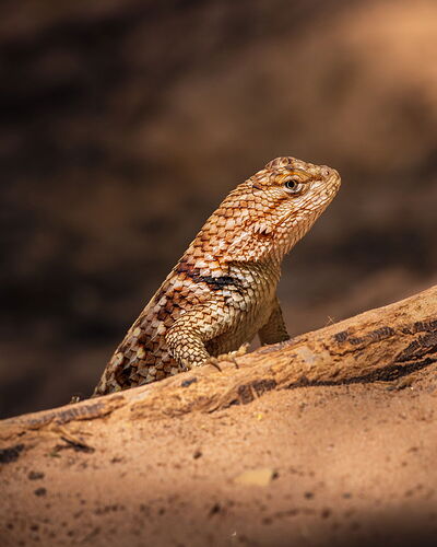 MatthewChathamPhotography5