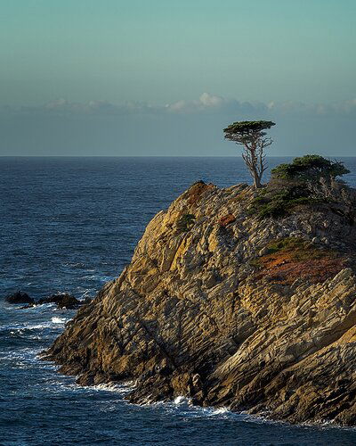 Monterey Cypress, Point Lobos State Reserve - web.jpg