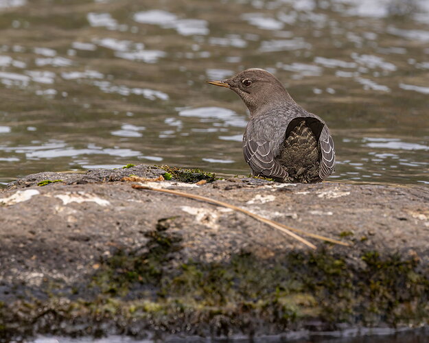 I thought the pattern on the tail feathers was interesting.