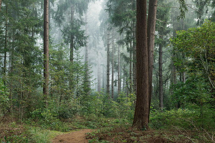 Rework Autumn Forest