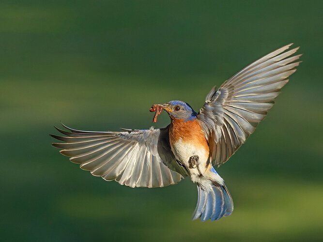 Eastern Bluebird 39
