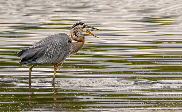 GBH-with-fish-copy-5p-Edit-Recovered copy 3.jpg