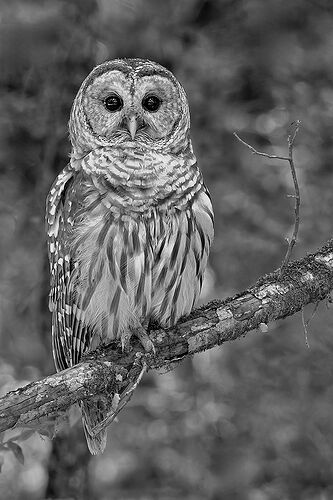 Barred Owl 6_1_Nik_DxO