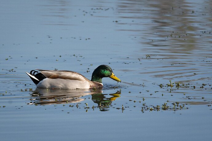 Mallards