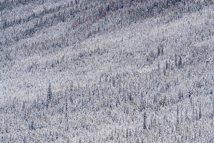 Jasper Evergreens in winter
