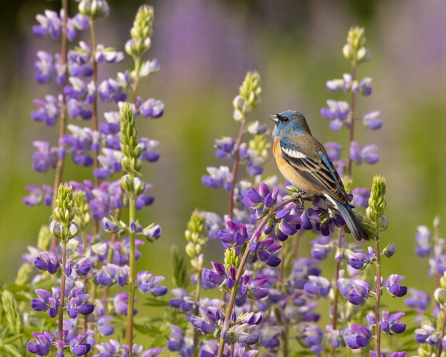 Lazuli Bunting #2-NPN.jpg
