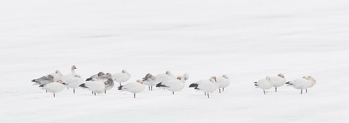 Lesser Snow Geese