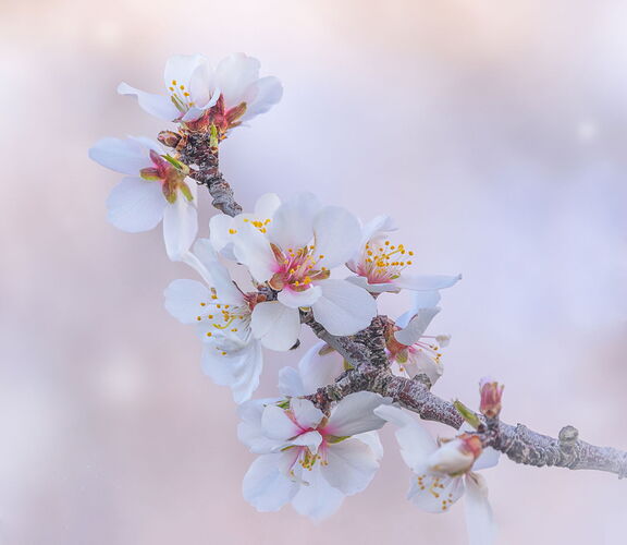 Almond Blossom Portrait in Pastel, Sutter County Re-edit