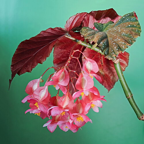 Begonia.jpg