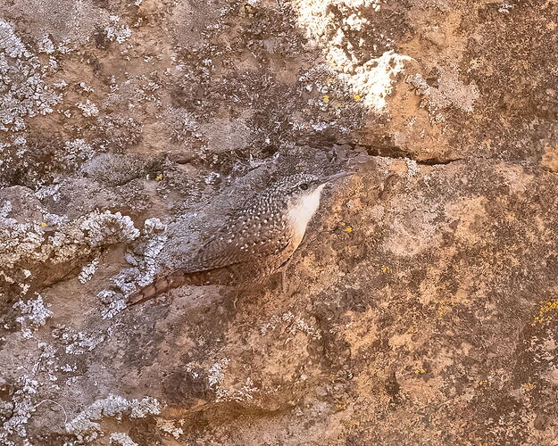 Canyon Wren-NPN.jpg