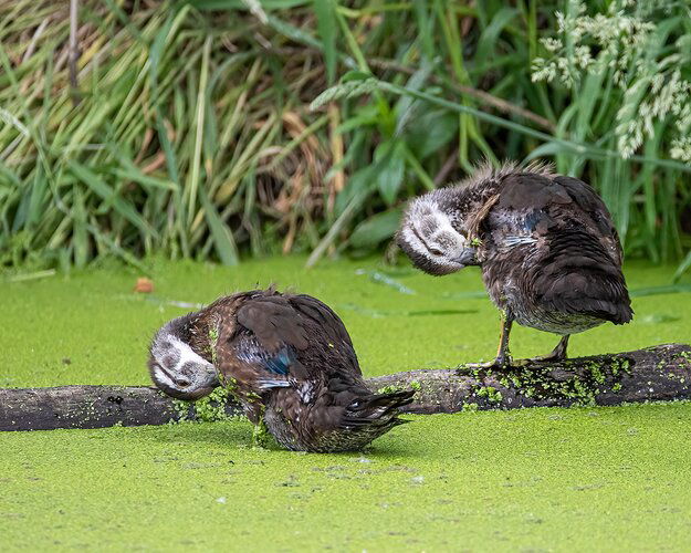 Young Wood Ducks-9895-Edit-Edit
