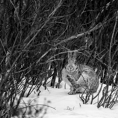 dcampbell-hare-rmnp-2025-npn-2