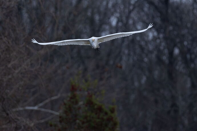 Great Egret - no edit