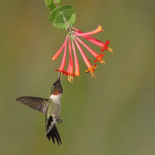 Ruby-throated Hummingbird 80.jpg