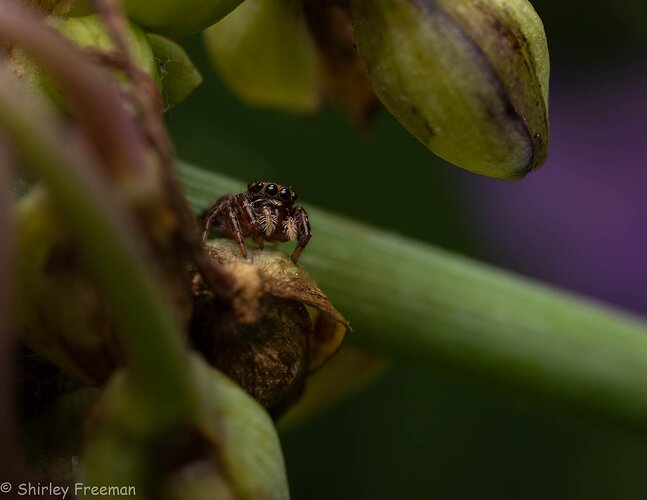 Tiny Jumping Spider at 2X