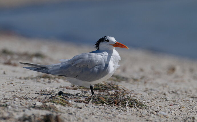 DSC_4908_DxO.jpg