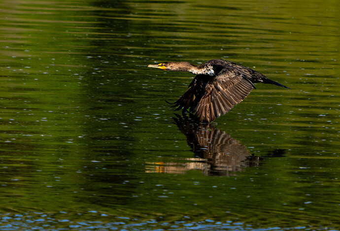 corm if-DxO_DeepPRIME XD3-3 copy.jpg