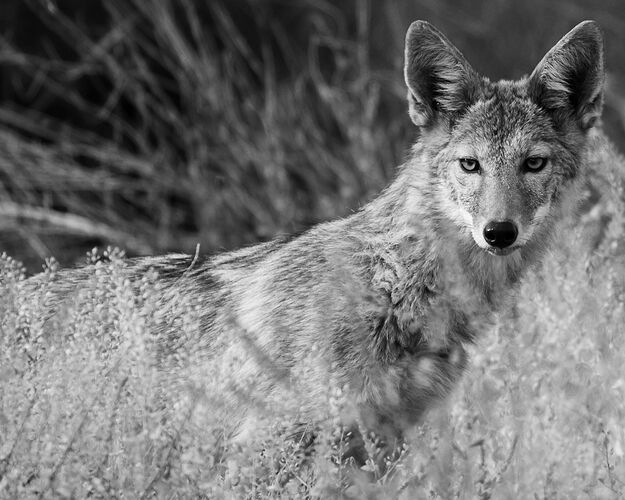 IMG7D-6566-2NPNWebLrg-6