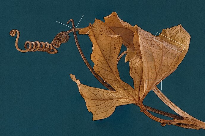 leaf-8440-8443