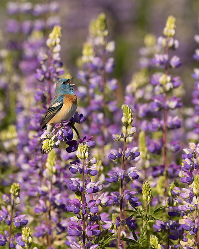 Lazuli Bunting #3-NPN.jpg