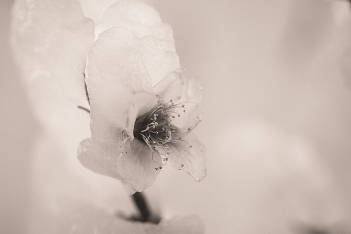 WA_Peach Blossoms-Ice (36 of 13).jpg