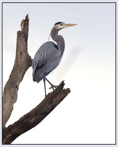 Great Blue Heron-NPN2.jpg