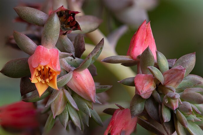 Echeveria-photoshop-1489-1510