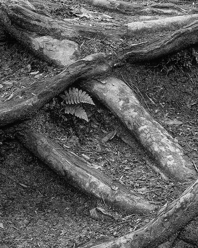Roots stack copy 2