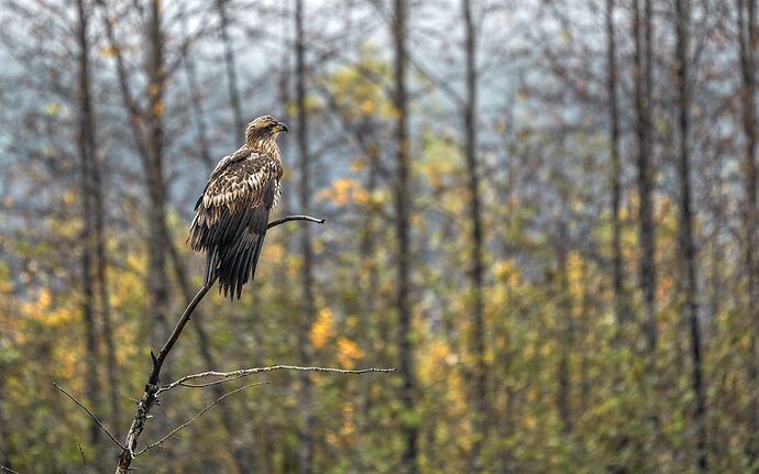 Bedraggled