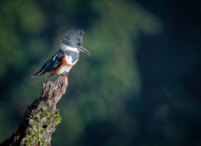 Kingfisher